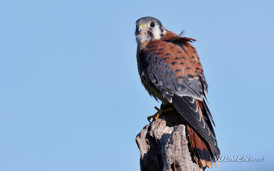 01 American kestrel (Falco sparverius)